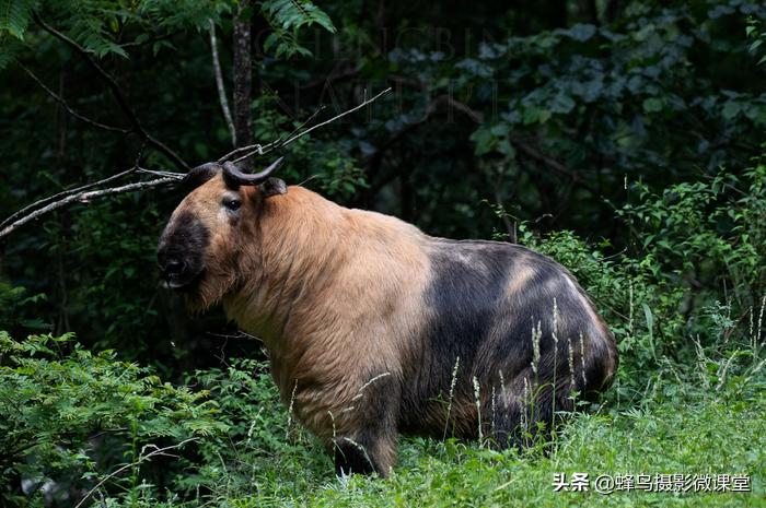 松下全画幅微单s1评测,松下s1全画幅微单拍摄视频