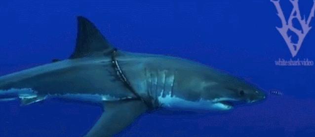 1116只鲨鱼被塑料缠住，不及余文乐发布一则视频引发的“痛感”