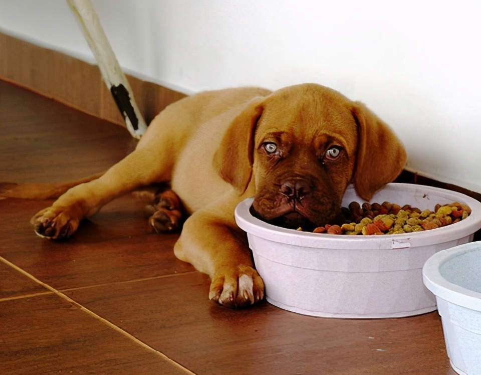 最流行的撸狗方法,学会这套撸狗的小方法
