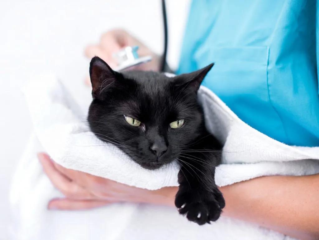 猫咪有点便血怎么回事,猫咪便血是什么原因导致的呢