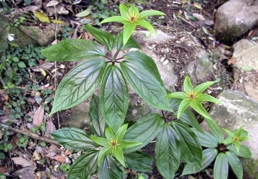 路边常见的野草名称,有种野草在路边非常常见