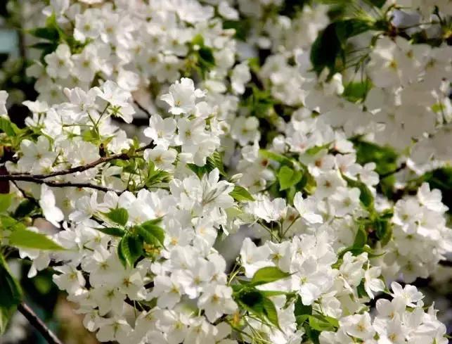 百花图谱大全100幅,工笔百花图谱100种