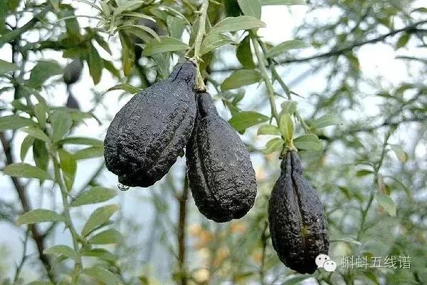 世界10大坑人黑暗水果，最后一种你可能还吃过…