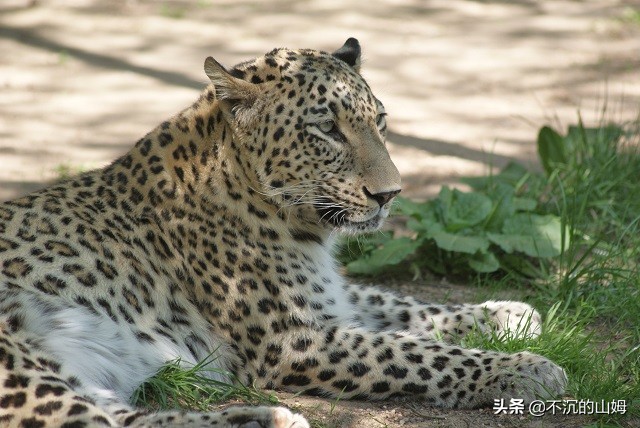 有很多国家都有中国的熊猫英文,哪些国家有中国的熊猫