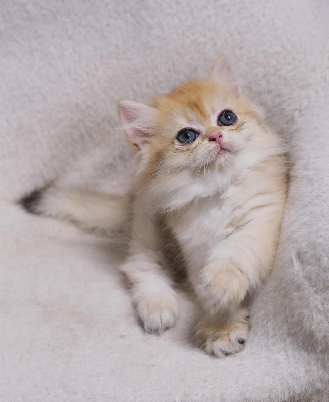 哺乳期的猫咪能不能驱虫,哺乳期的狗狗可以驱虫吗