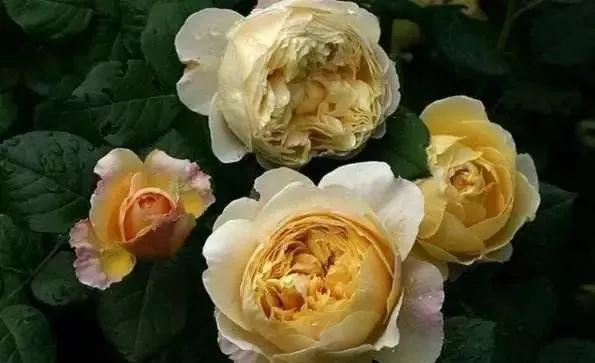 玫瑰花有哪些品种,玫瑰花有哪些品种大全