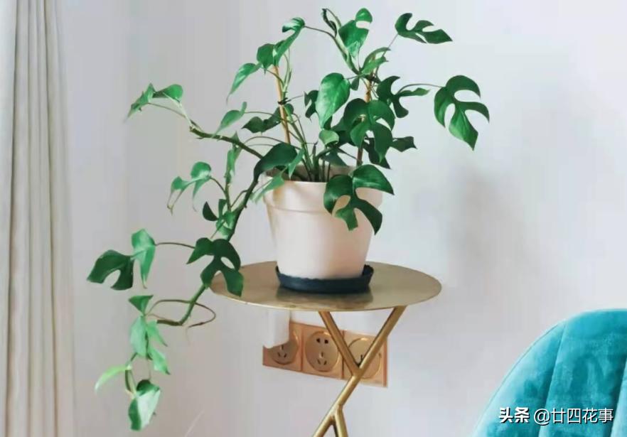 好看的喜阴室内小型绿植都有哪些,哪些绿植耐阴好养颜值高