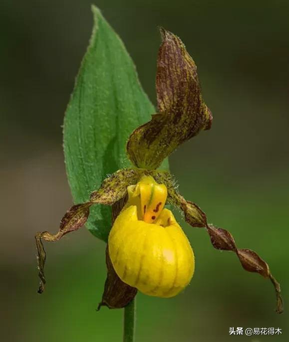 国家二级黄花杓兰,黄花杓兰与西藏杓兰