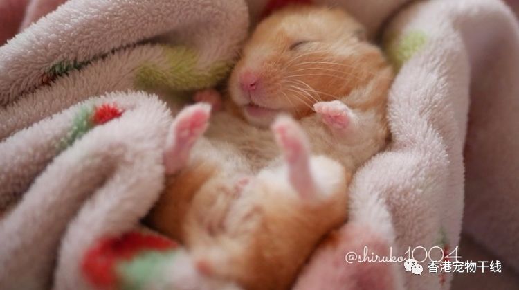 仓鼠能用玻璃笼吗冬天冬眠,天气很冷的时候仓鼠会躲在哪