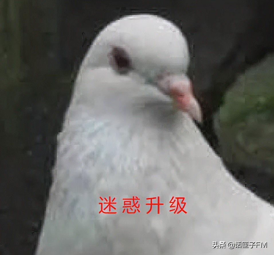 沉浸式鸽毛纷飞，360度鸽声缭绕！居民楼违建搭60平米鸽棚久久不拆，难道无解？