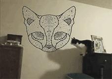 辟谣!猜杯子游戏,猫为什么总能选中有小球的那个?靠隐藏技能?