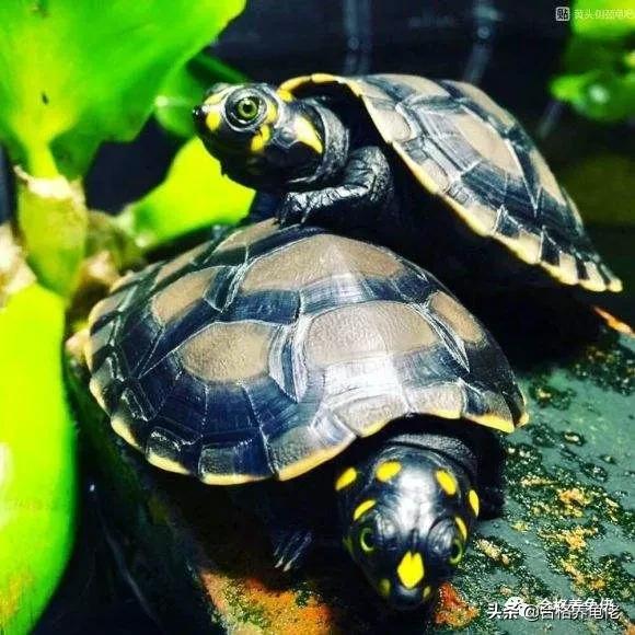 黄头侧颈龟生长速度,安缘龟生长的环境