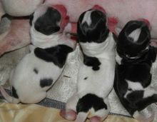 吉娃娃饲养容易吗,吉娃娃犬好训练吗