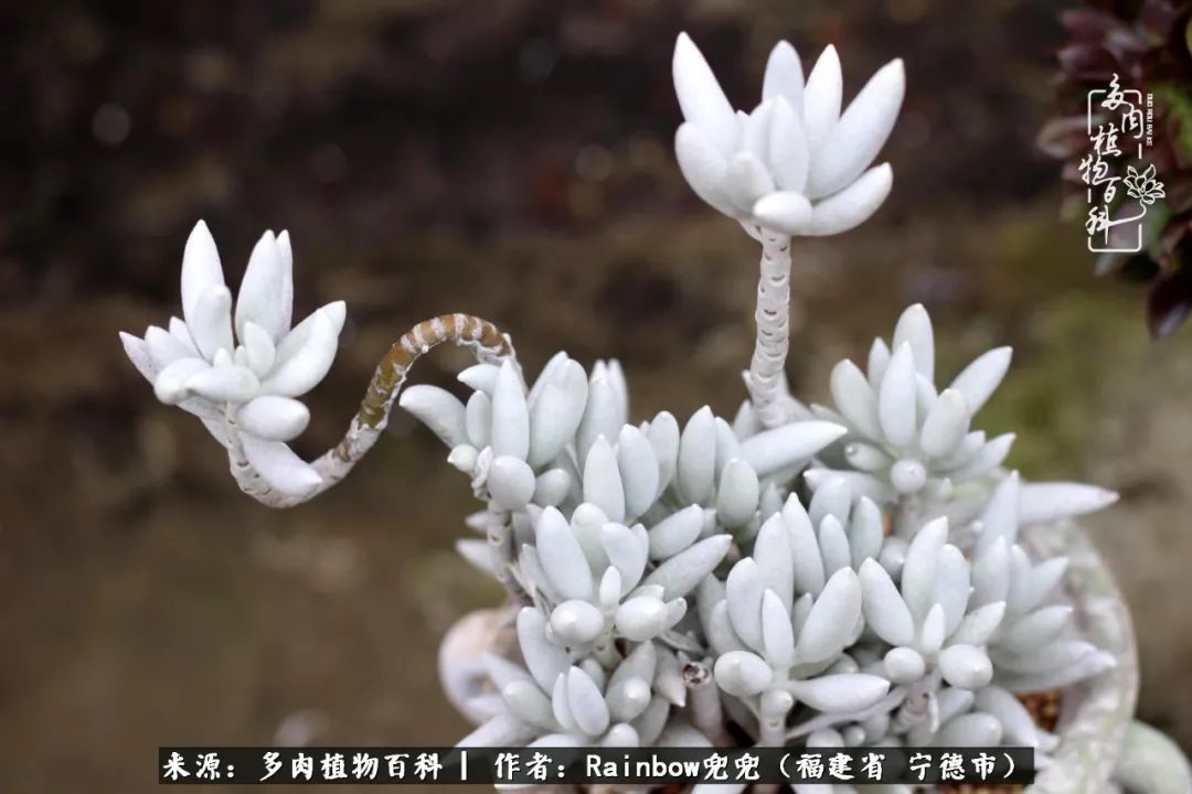 岁月无波澜余生不悲欢是啥意思,愿你岁月无波澜敬我余生无悲欢