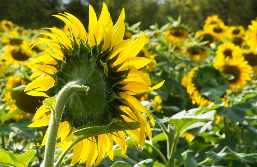 找点土加点料，找个袋子捂一捂，沤成花肥到了秋天就能用