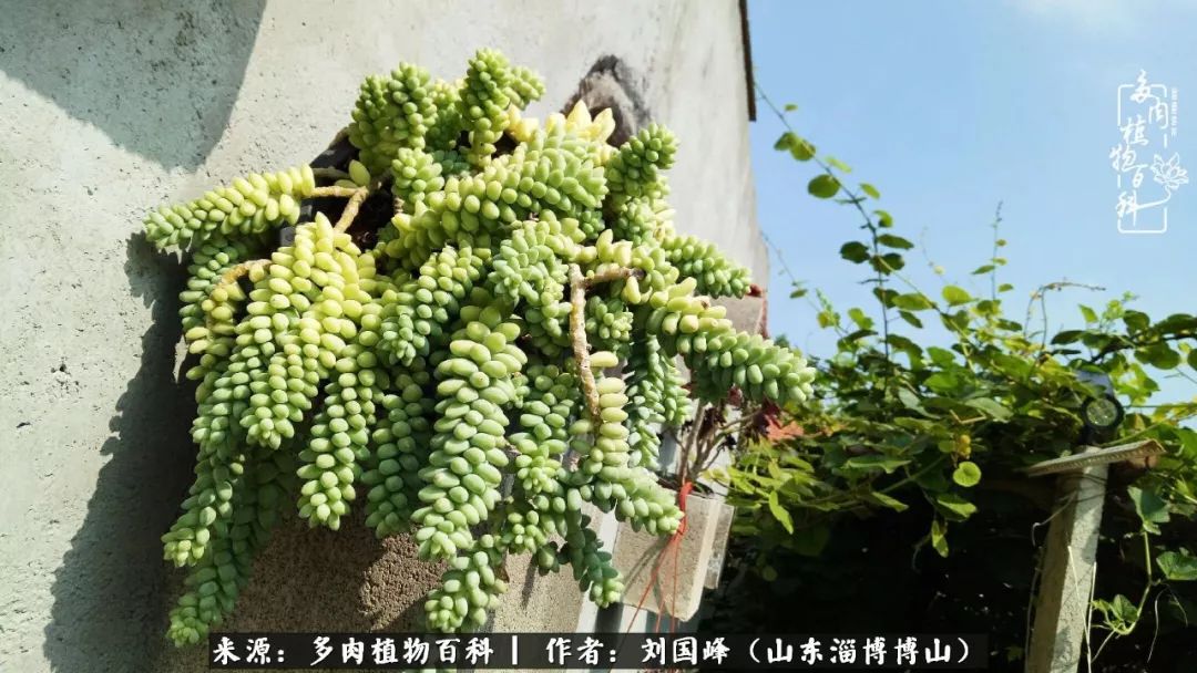 多肉植物大王叫我来巡山,大王叫我来巡山绿植