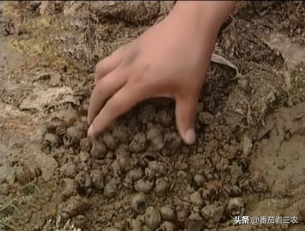 种莲藕为什么要放水蛭,藕田水蛭养殖技术和方法