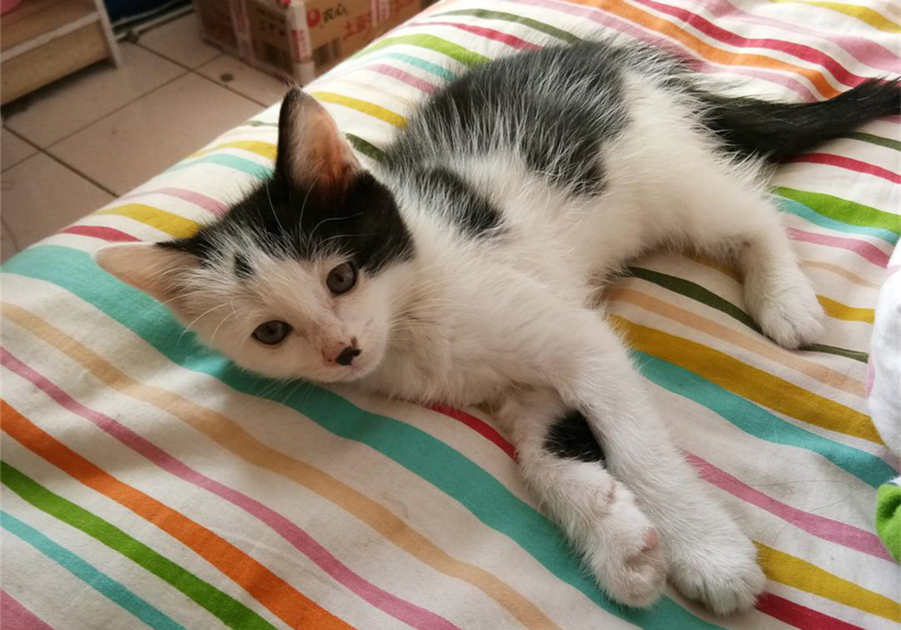 自己在家给猫咪打疫苗注意事项,自己给猫咪打疫苗会被记仇吗