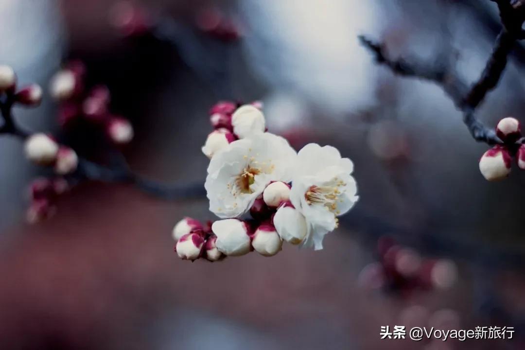 旅行民宿春天赏花,附近哪里有赏花民宿