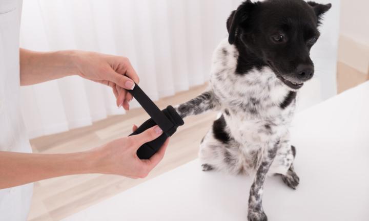 狗咬出血有什么好办法要包扎吗,狗咬狗怎么处理伤口