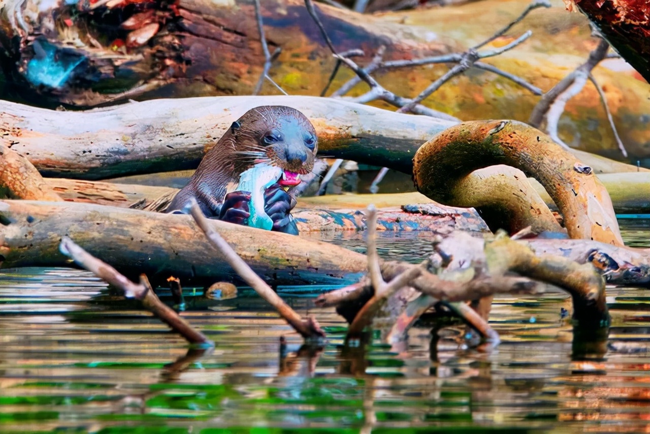 人类禁区地球之肺亚马逊雨林,勇闯地球禁区探索南美亚马逊雨林