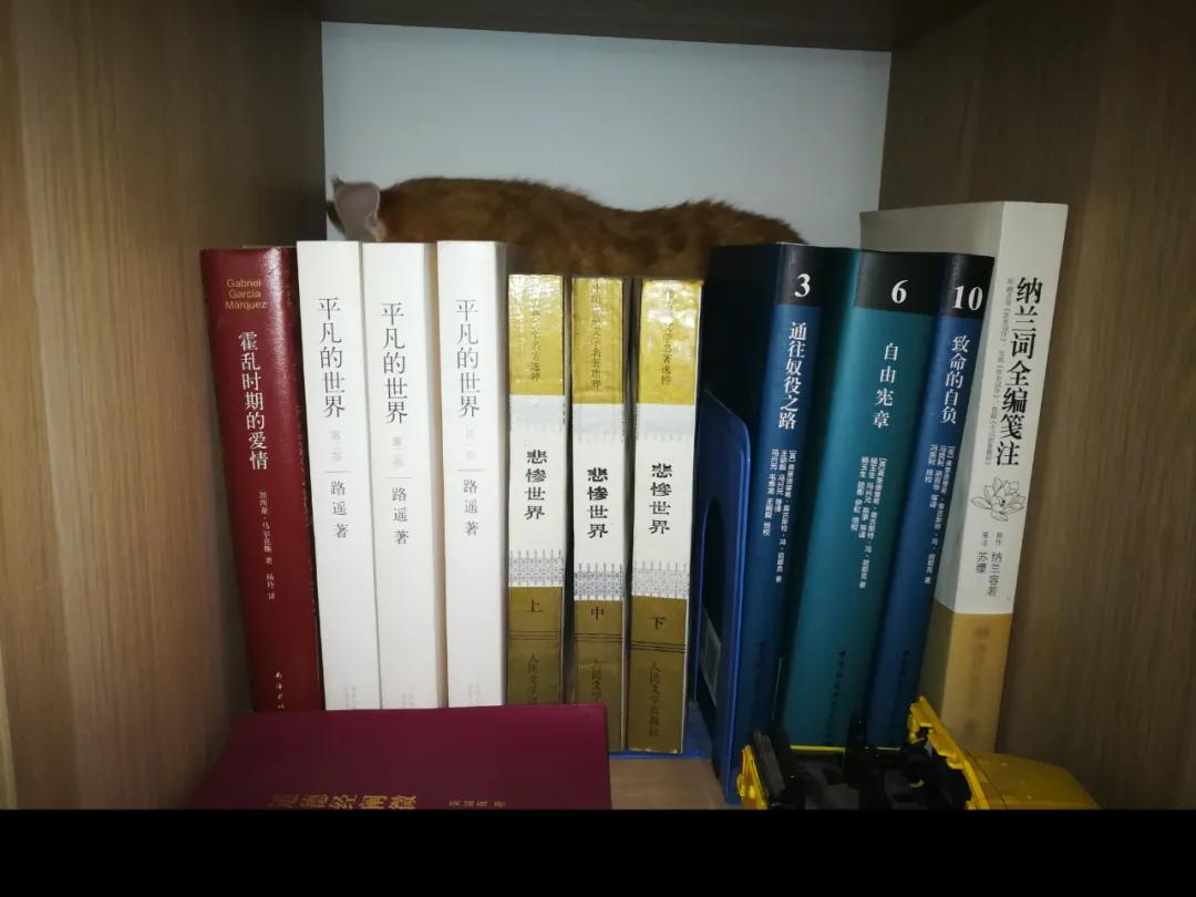 从小养的橘猫还会有野性吗,养橘猫的都是什么人