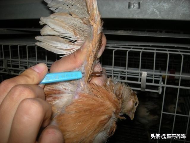 养鸡葡萄球菌怎么治,鸡葡萄球菌病防治