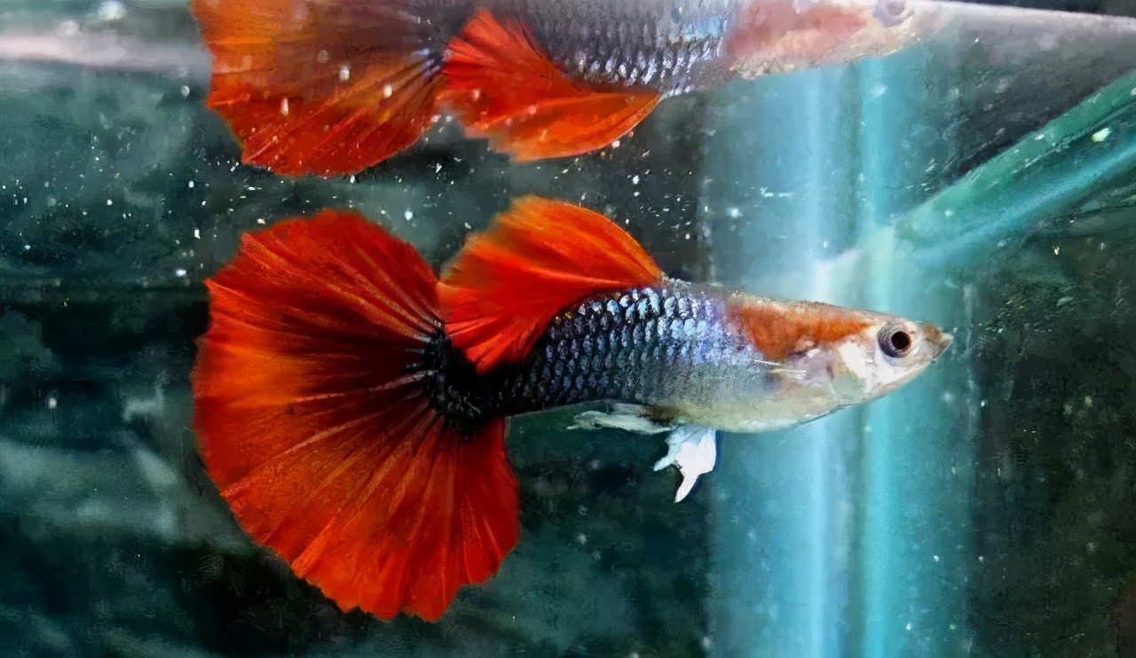 饲养宠物注意事项,宠物的饲养管理与注意事项