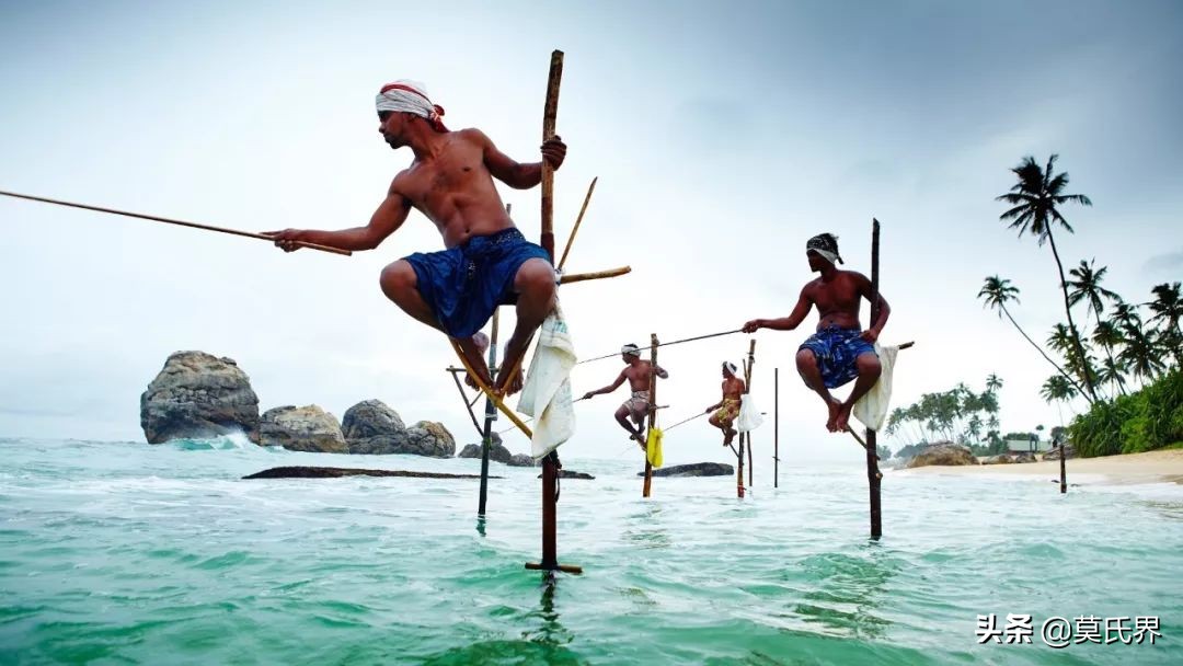斯里兰卡古老而独特的垂钓方式,斯里兰卡独有的钓鱼方式