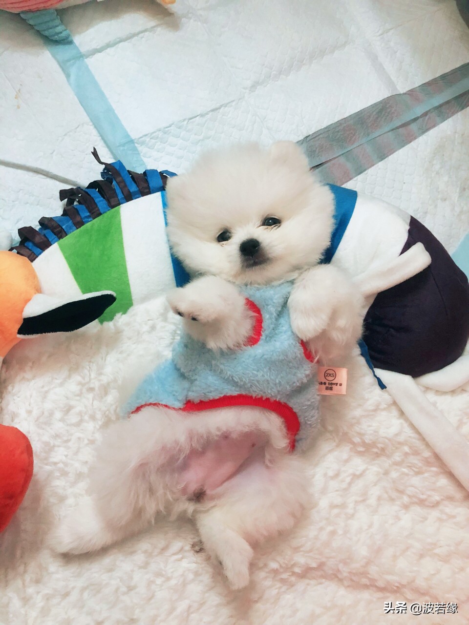 狗狗修毛的视频大全,给狗狗修毛的视频教程