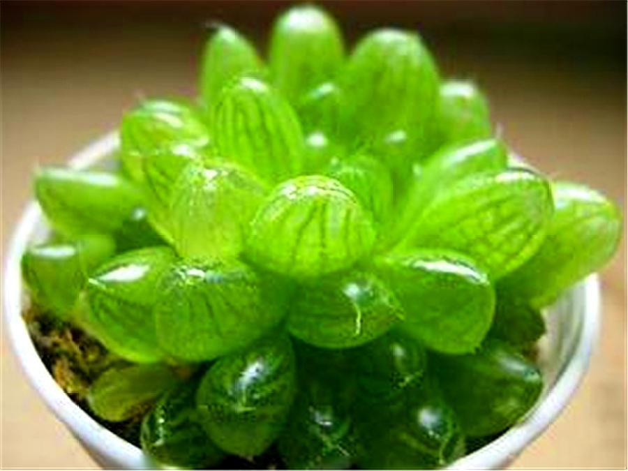 姬玉露怎么养效果最好,姬玉露怎么养才能爆盆