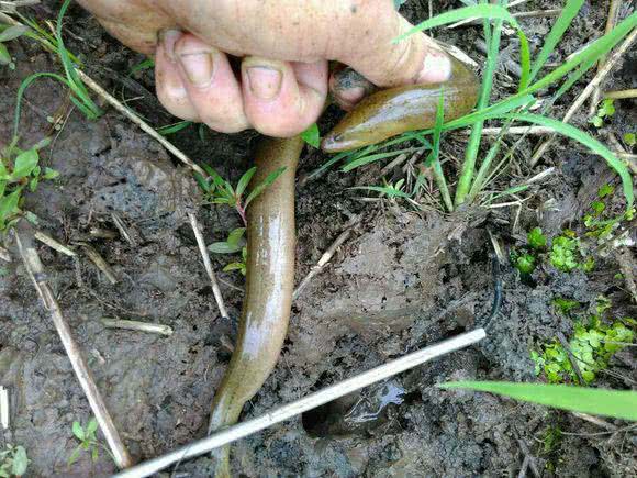 钓黄鳝技巧2.0,钓黄鳝技巧钩子是朝下还是横放