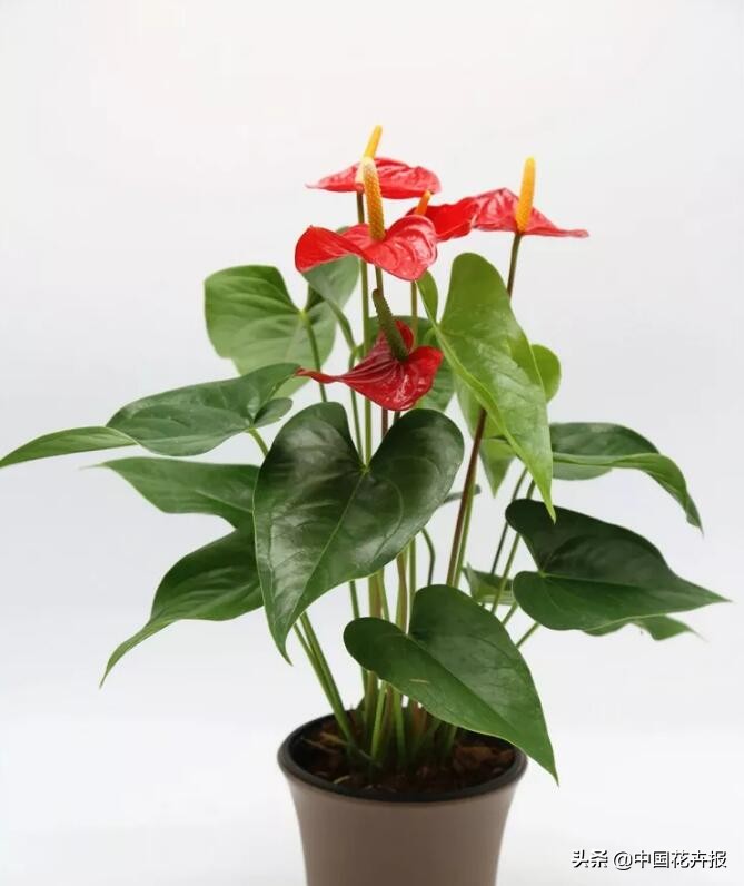 过年买的喜庆的花,过年买的喜庆花