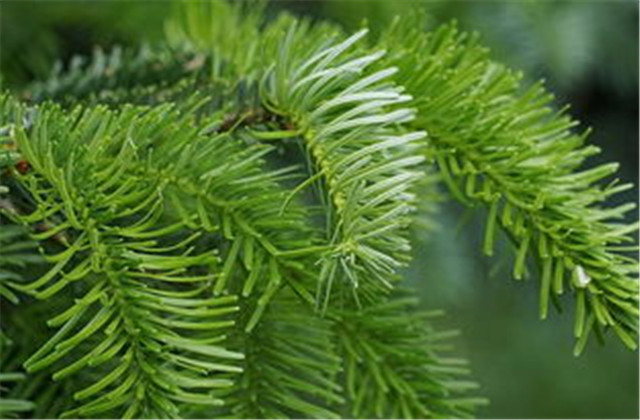 杉木有虫怎么防治,杉木虫害图片