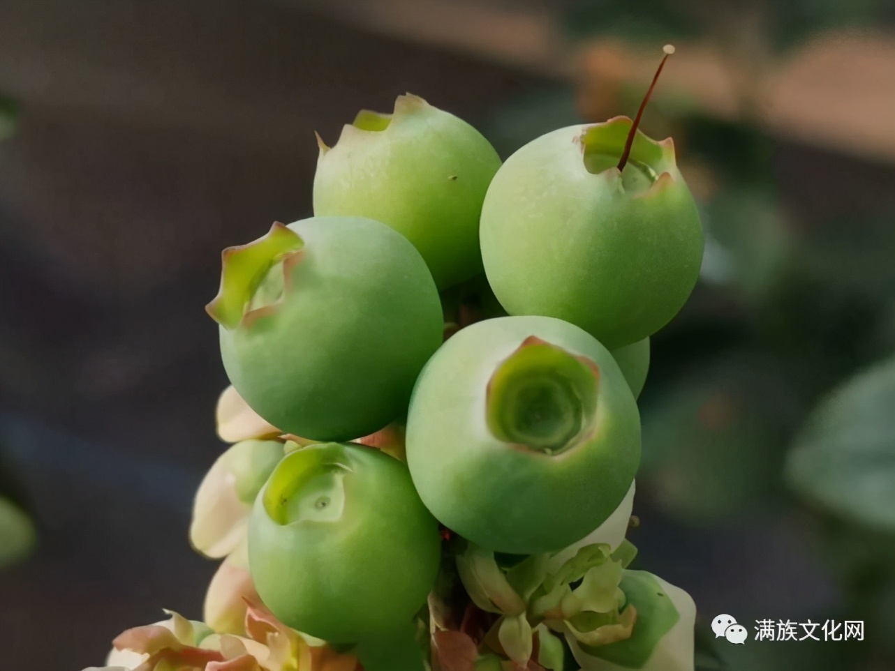 清朝旗人为什么那么老实,满族人生活习惯与汉人的区别