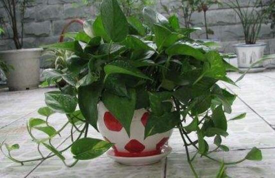 绿萝养殖方法和注意事项和技巧,绿萝的养殖方法和注意事项有什么