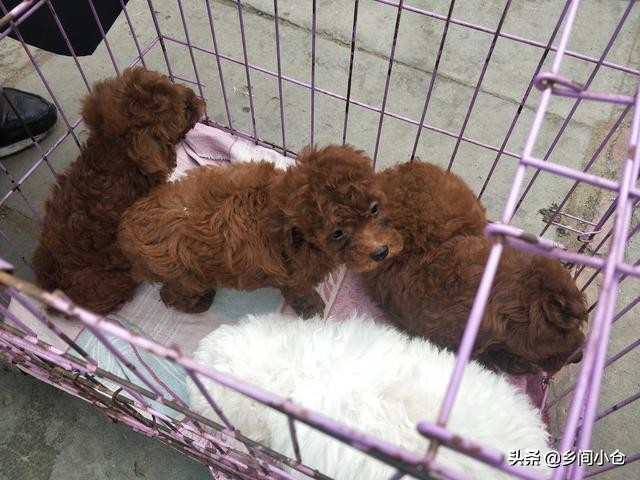 真正的狗市品种,哪里的狗市便宜品种又好种类又多