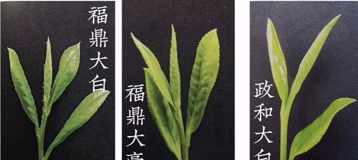 陆桐说茶：白茶知识多维详解，看完独自找茶不迷路「选茶」