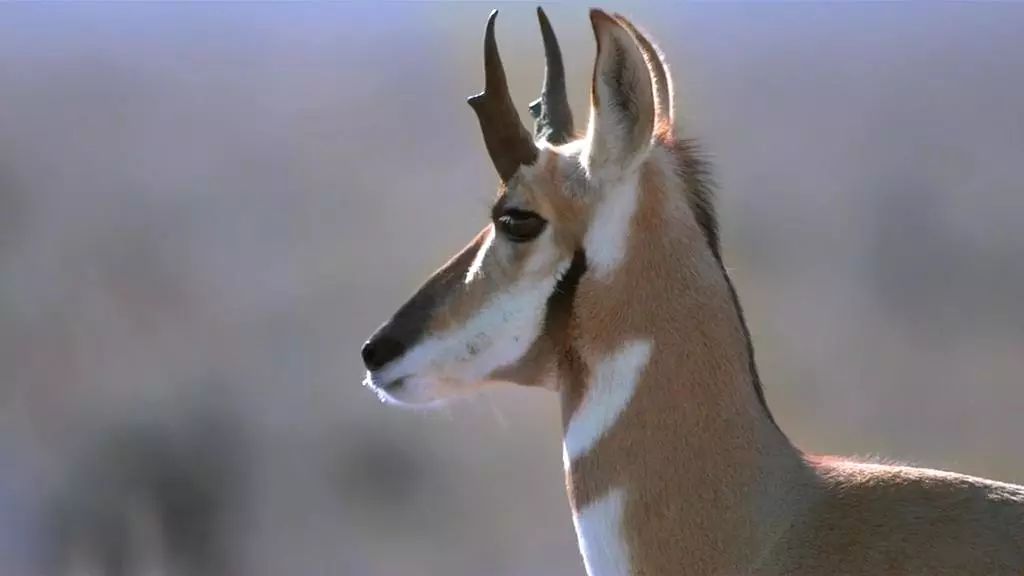 记录中国各种珍稀动物的纪录片,20分钟大自然动物世界纪录片