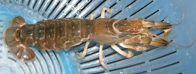 硬壳罗氏虾和软壳罗氏虾的区别,罗氏虾鳌虾甜虾有什么不同