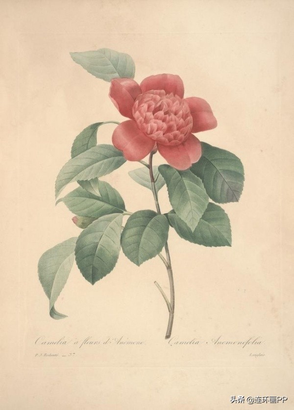 插画风简单的花手绘图片,唯美手绘田园插画图片大全