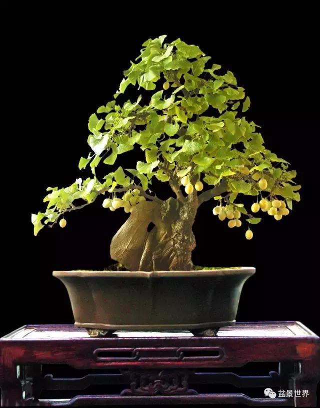 文人银杏树盆景造型参考图,银杏巨型老桩盆景