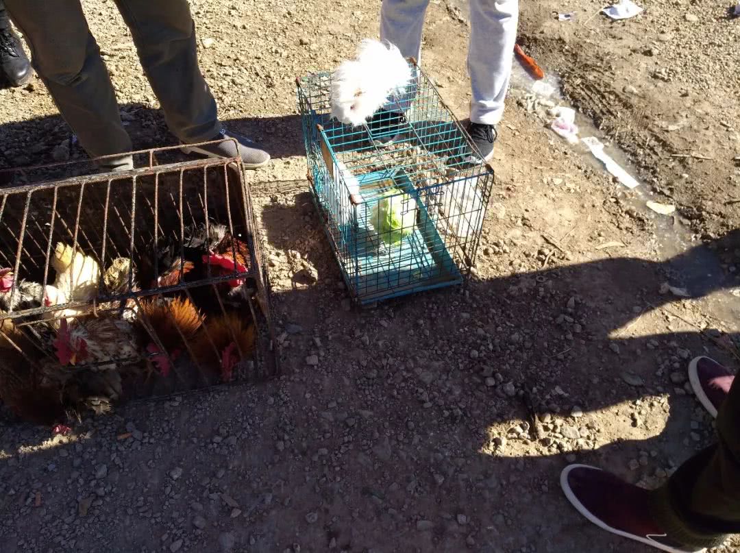 花鸟市场买天竺鼠,小沙鼠在宠物市场多少钱一只