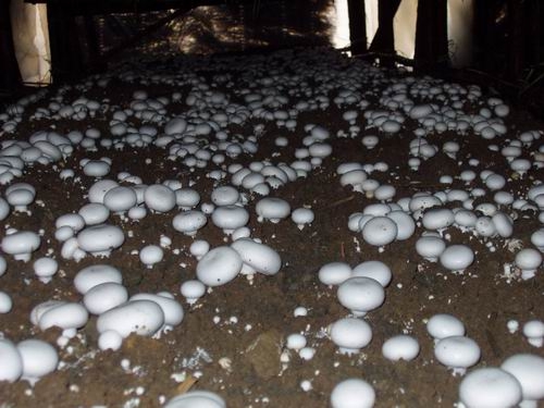 双孢菇菌种培养方法视频,双孢菇料进棚后二次发酵过程