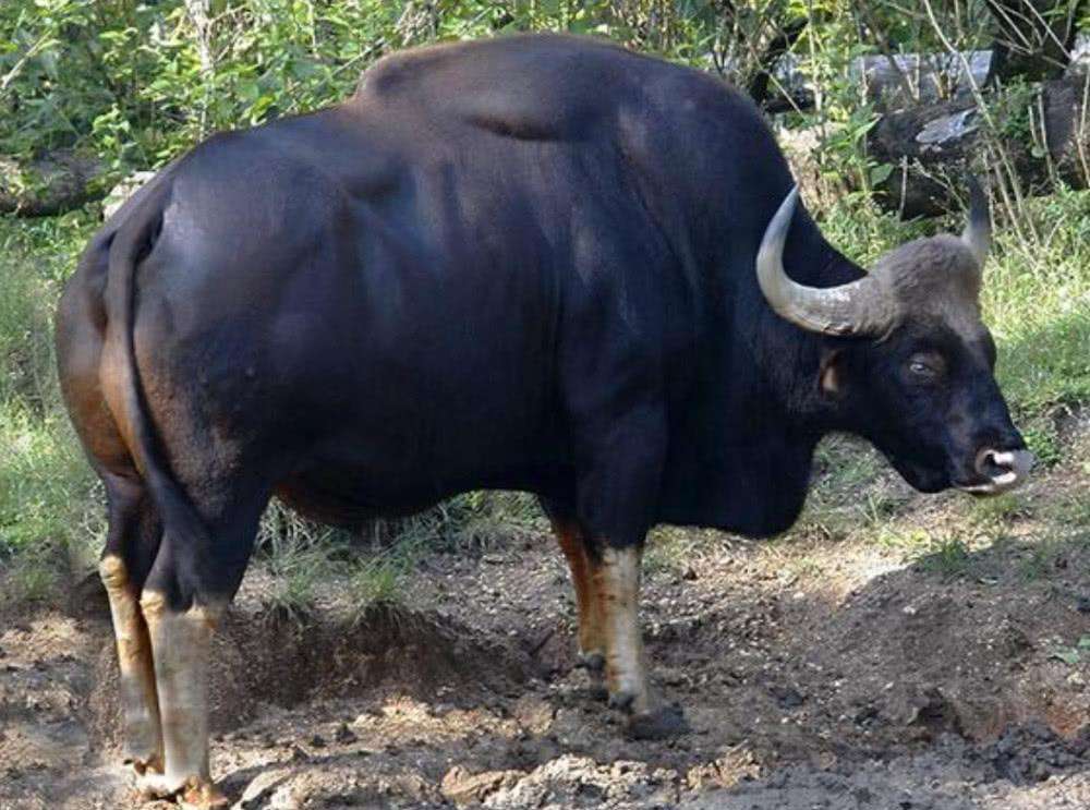 世界上最强壮的牛体重堪比大象,世界最大的牛多少斤吉尼斯