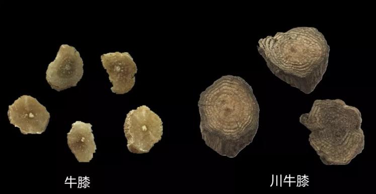 川牛膝与怀牛膝的功效有什么异同,牛膝与川牛膝有什么区别与联系