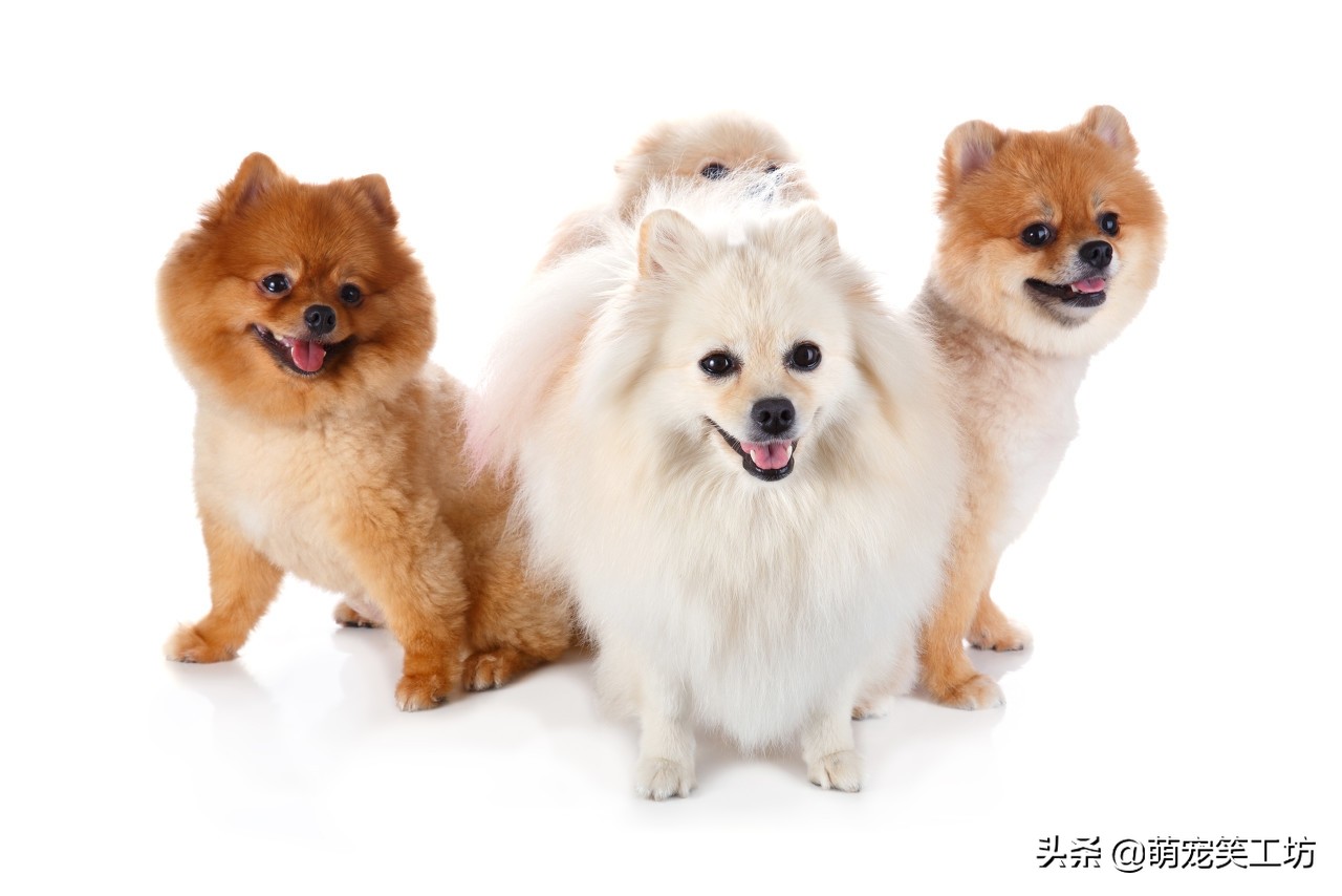 颜值高不掉毛的博美犬,最好看的博美小型犬