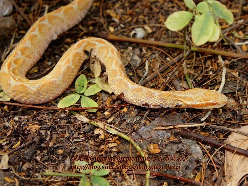 陆栖毒蛇毒性排行,毒蛇毒性分类