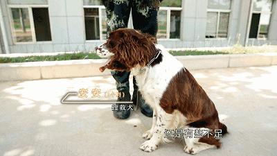 长得最像狼的狗,最帅狗