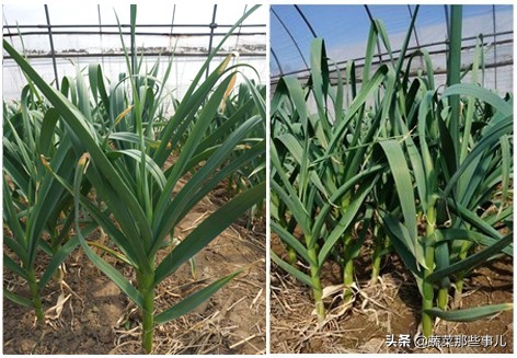大蒜头种的蒜苗,蒜黄蒜薹蒜苗怎么形成的
